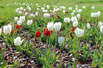 Ostern 2010 in Usedoms Botanischem Garten
