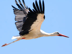 Vogelschutzgebiete Insel Usedom