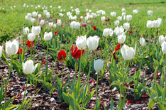 Ostern 2010 in Usedoms Botanischem Garten
