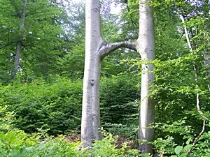 Umarmende Bäume im Usedomer Achterland