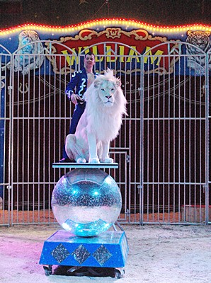 Besondere Attraktion des Circus William sind die weißen Löwen und Tiger, die auch auf der Insel Usedom dabei sind