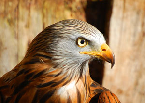 Roter Milan - Greifv&ouml;gel auf Usedom