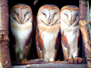 Schleiereulen - Greifv&ouml;gel auf Usedom