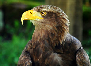 Seeadler Insel Usedom