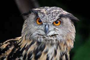 Uhu - Greifv&ouml;gel auf Usedom