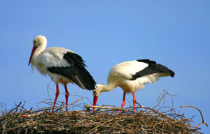 Wei&szlig;storch Insel Usedom