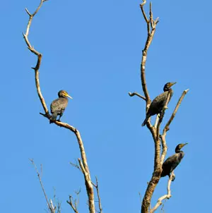 Kormoran - Vogel des Jahres 2010