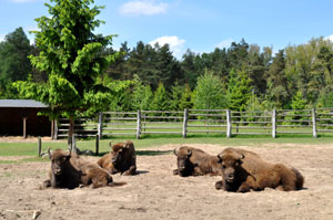 Natur-Paradies Insel Usedom
