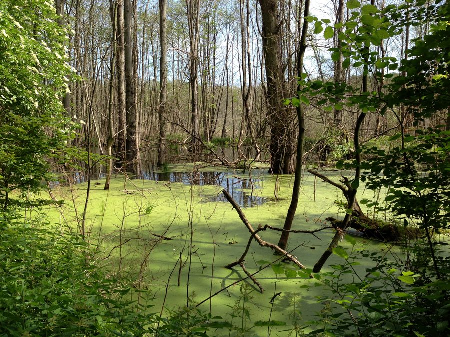 Südostufer des Wolgastsees bei Korswandt