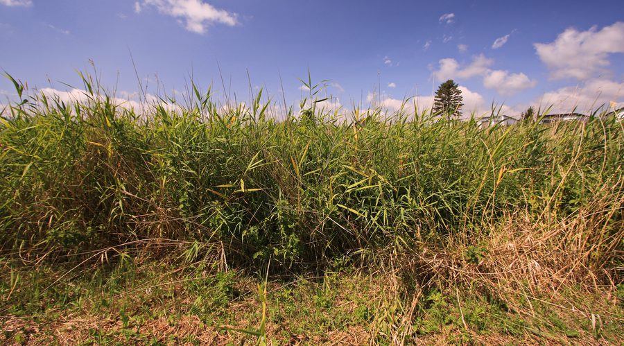 Landschaft bei Ziemitz im Naturpark Insel Usedom