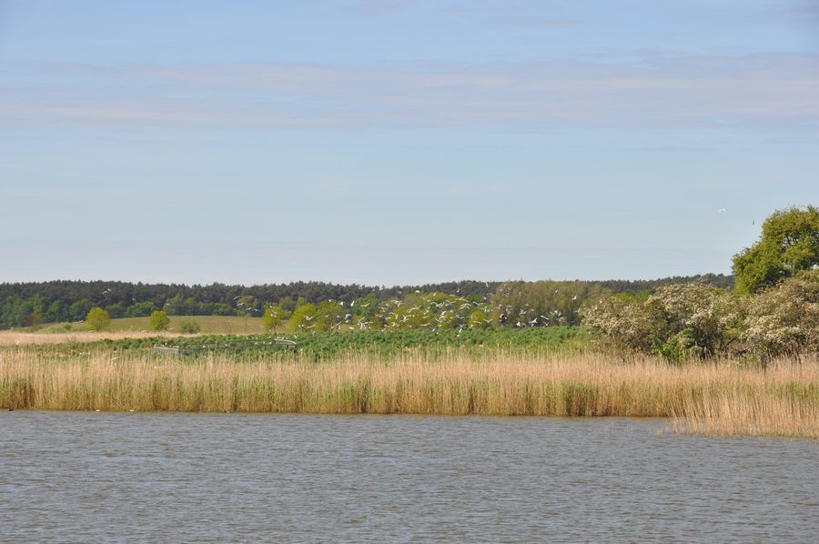 Insel Görmitz im Achterwasser