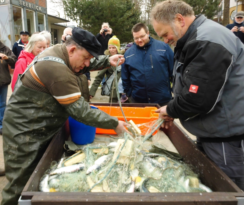 Bernsteinbäder Usedom feiern Ende der Heringswochen