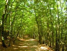 Wälder Insel Usedom