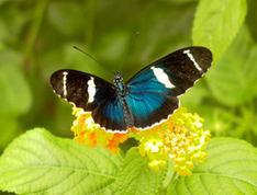 Ausflugsziel Usedom Schmetterlingsfarm