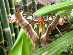 Riesenfalter in Schmetterlingsfarm Usedom