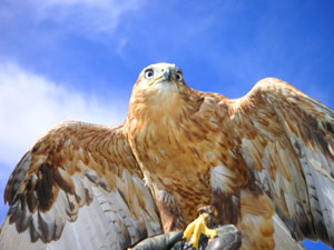 Greifvögel Insel Usedom