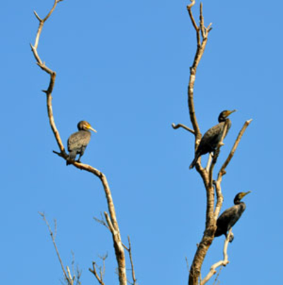 Kormoran - Vogel des Jahres 2010