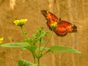 Schmetterlingsfarm Trassenheide, Insel Usedom