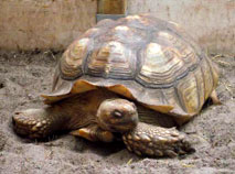 In der Schmetterlingsfarm Trassenheide auf der Insel Usedom sind auch zwei Spornschildkröten Zuhause