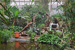 Freiflughalle in der Schmetterlingsfarm Trassenheide, Insel Usedom