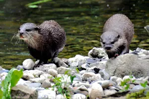 Ausflugsziele Usedom Tierpark Wolgast