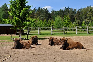 Internationale Wisent-Konferenz in Westpommern und auf Usedom