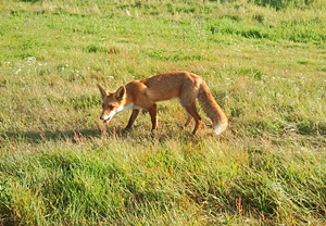 Der Deich-Fuchs von der Piese