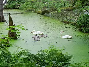 Der Namenlose See auf Usedom