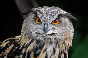 Der Uhu ist aus den Naturreservaten im nordwestlichen Polen auf die Insel Usedom zurückgekehrt