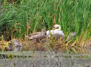 Am Wolgastsee bei Ahlbeck