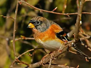 Bergfink Insel Usedom