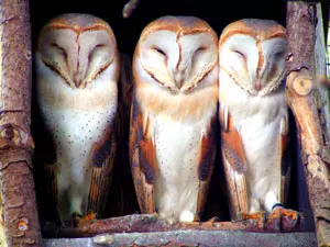 Schleiereulen - Greifvögel auf Usedom