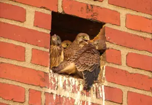 Junge Turmfalken - Greifvögel auf Usedom