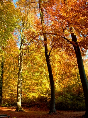 Der Buchenwald am Streckelsberg leuchtet im Herbst in allen erdenklichen Gelb-, Orange- und Rottönen