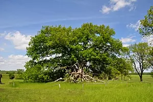 Suckower Eiche - der vermutlich ältestete Baum Usedoms