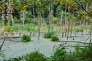Feuchtgebiet in der Nähe des Wolgastsees, Insel Usedom