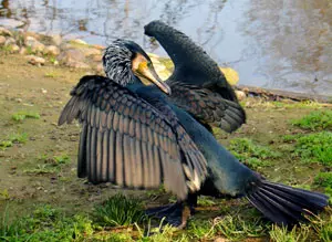 Kormoran - Vogel des Jahres 2010 