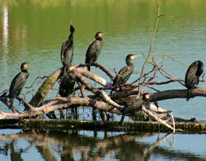 Kormoran - Vogel des Jahres 2010 