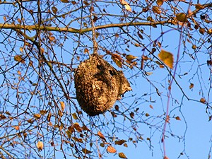 Nest einer Beutelmeise