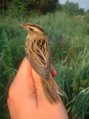 Usedomer Vogelwelt: Rückkehrer und Neubürger