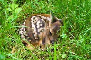 Natur Insel Usedom