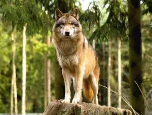 Wisente, Wildnis und der Pommersche Herzog auf Usedom