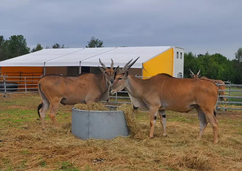 Elen-Antilopen im Circus William