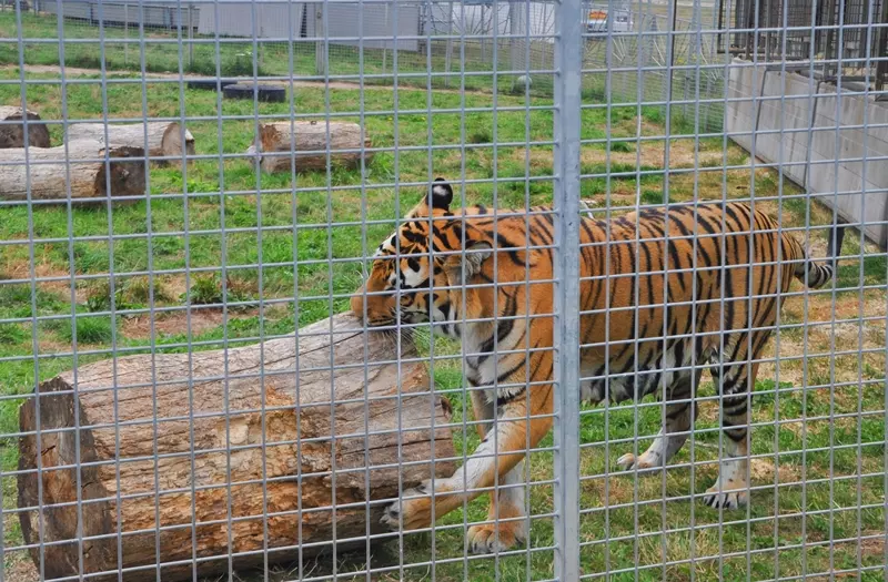 Während der Tierschau können die stolzen Raubkatzen aus der Nähe beobachtet werden